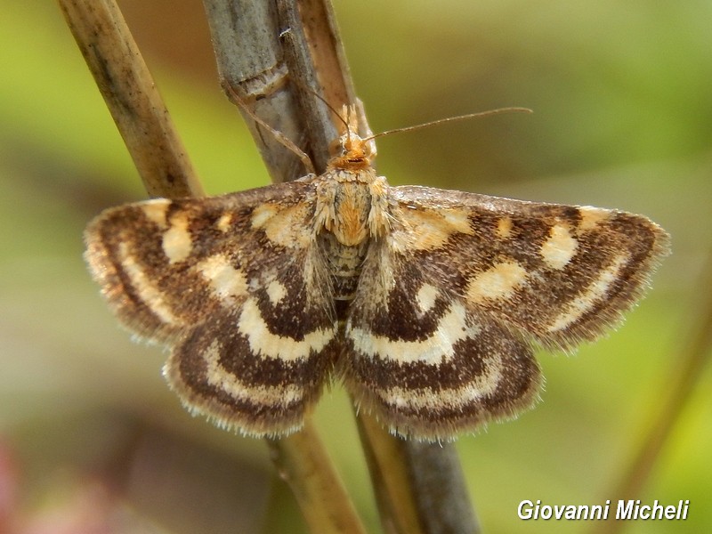 Pyrausta purpuralis